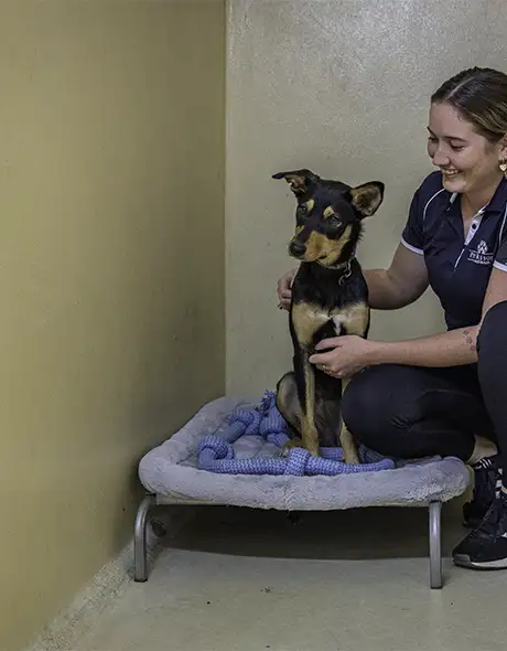 Staff member comforting a dog in an Executive Suite at Pet Resorts Australia Ingleside, a premium dog boarding option offering private rooms, soft bedding and one-on-one care at this leading dog resort in Ingleside.
