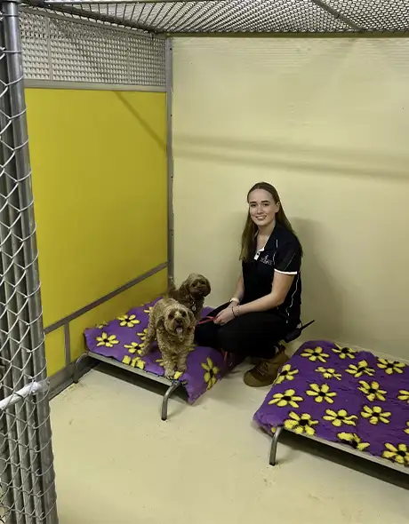 Staff member with two small dogs in the Presidential Suite at Pet Resorts Australia Ingleside, a deluxe dog boarding option featuring spacious enclosures, plush bedding and premium care at this luxury dog resort in Ingleside.