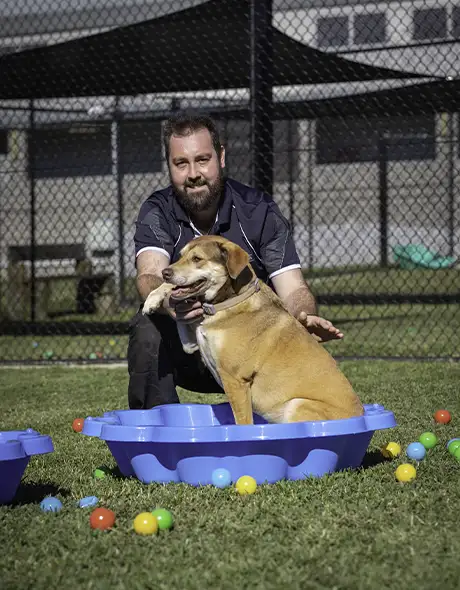 Pet Resorts Australia Ingleside Doggy Daycare