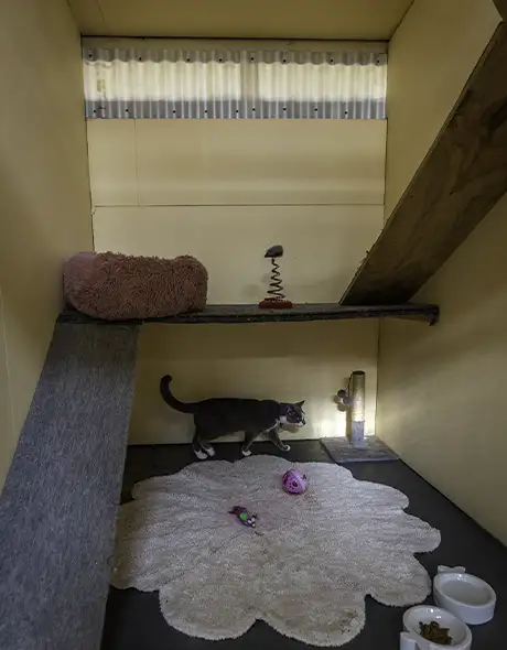 Indoor cat suite at Pet Resorts Australia Dural, featuring multi-level platforms, cosy bedding, toys, and premium amenities for comfortable and enriched boarding.