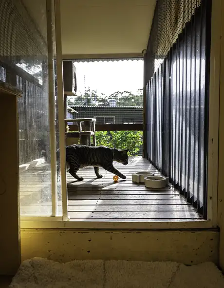 Cat enjoying a private verandah room at Pet Resorts Australia Dural, complete with toys, feeding station, and outdoor views as part of premium feline boarding.
