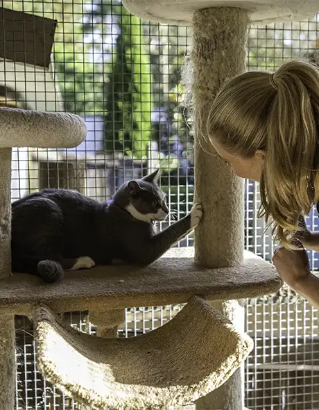 Cat enjoying a private deluxe verandah room at Pet Resorts Australia Dural, complete with toys, feeding station, and outdoor views as part of premium feline boarding.