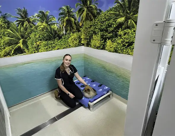 Pet Resorts Australia Ingleside Beach Club Suite