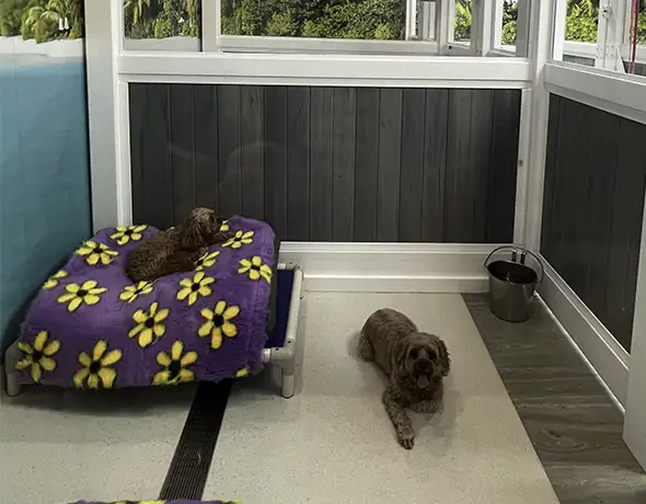 Pet Resorts Australia Ingleside Beach Club Suite