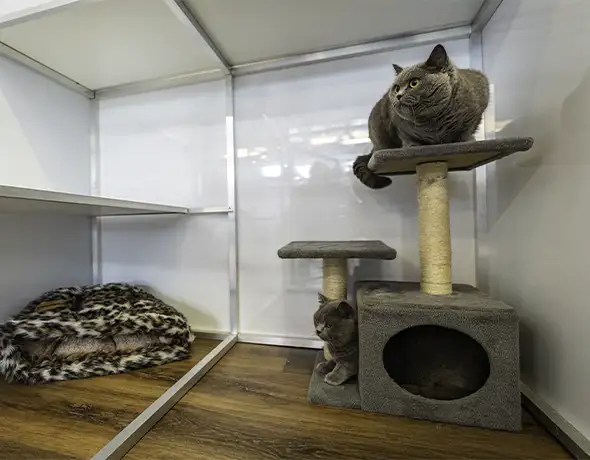 Pet Resorts Australia Ingleside Cat Standard Room