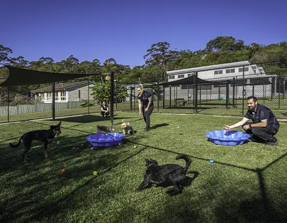 Pet Resorts Australia Ingleside Doggy Daycare