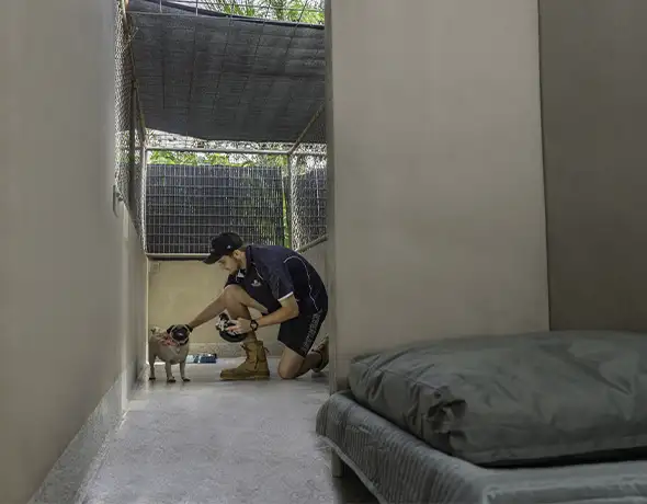 Dog Guest Suite at Pet Resorts Australia Townsville