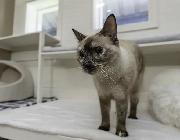 Cat Relaxing in Luxury Room at Pet Resorts Australia Townsville
