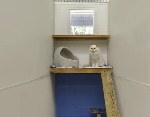 Private Cat Suite at Pet Resorts Australia Townsville