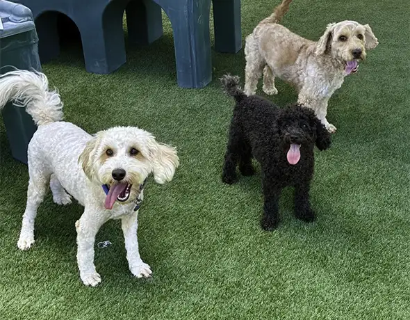 Dogs Playing Outside at Pet Resorts Australia Townsville