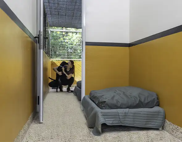 Dog Resort Room with Outdoor Access at Pet Resorts Australia Townsville