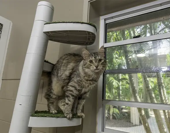 Cat in Indoor Play Area at Pet Resorts Australia Townsville