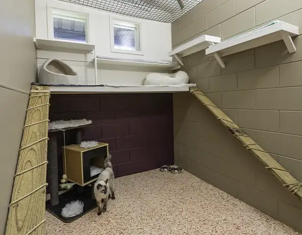 Luxury Cat Room with Climbing Options at Pet Resorts Australia Townsville