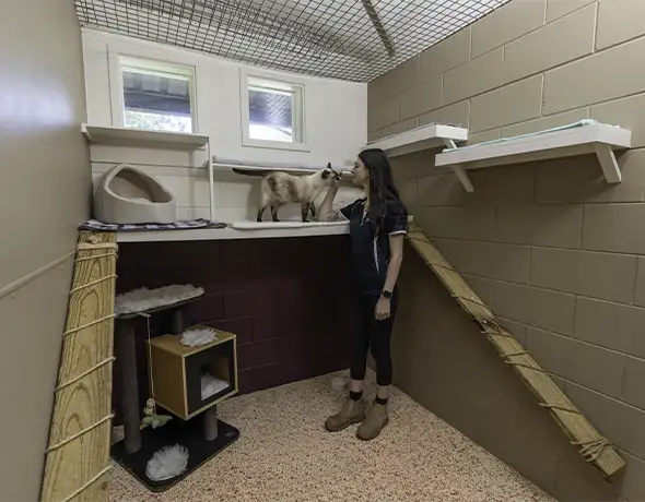 Interactive Time in Cat Luxury Room at Pet Resorts Australia Townsville