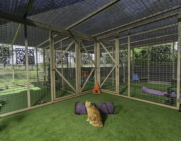 Cat Playground Enclosure at Pet Resorts Australia Townsville