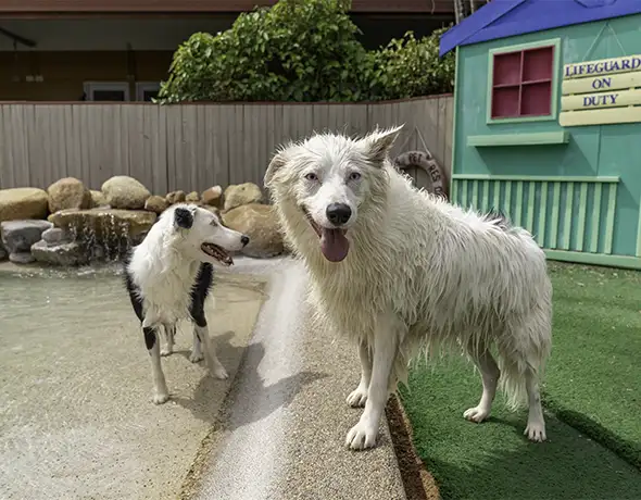 Dogs Playing in Splash Pool at Pet Resorts Australia Townsville