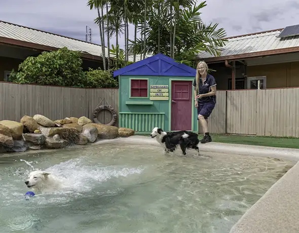 Water Play at the Splash Pool - Pet Resorts Australia Townsville