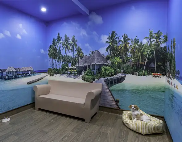Fiji Destination Suite at Pet Resorts Australia Eumundi