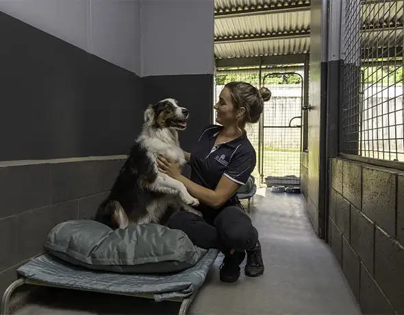 Large Dog Guest Suite at Pet Resorts Australia Eumundi