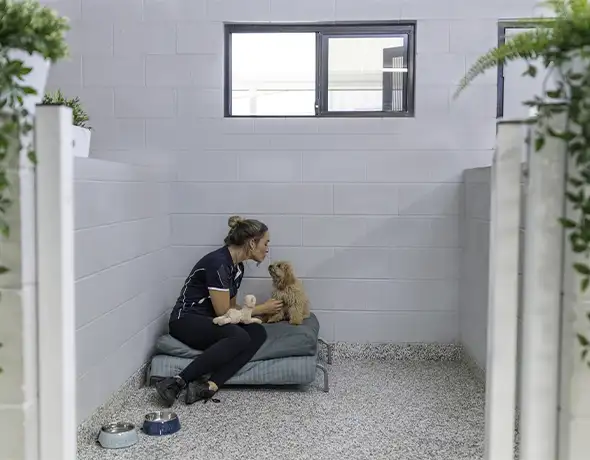 Small Dog Guest Suite at Pet Resorts Australia Eumundi