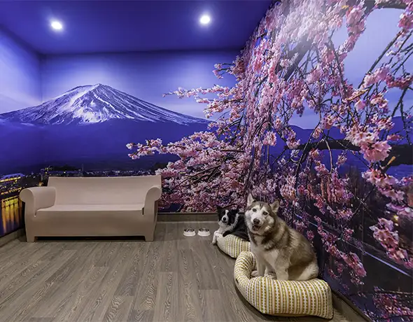 Mount Fuji Destination Suite Interior at Pet Resorts Australia Eumundi