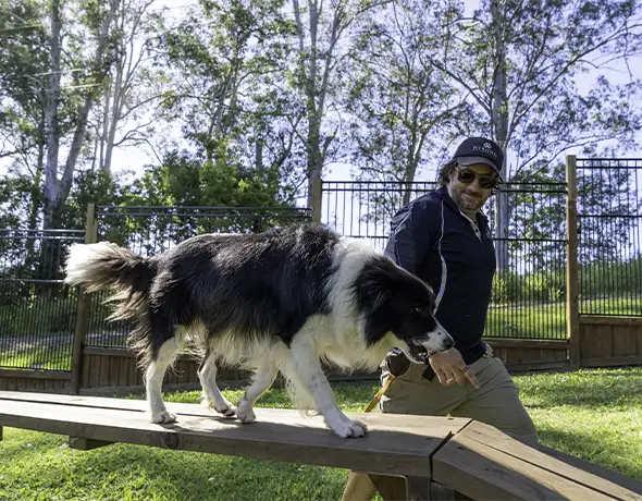 Outdoor Agility Training at Pet Resorts Australia Eumundi