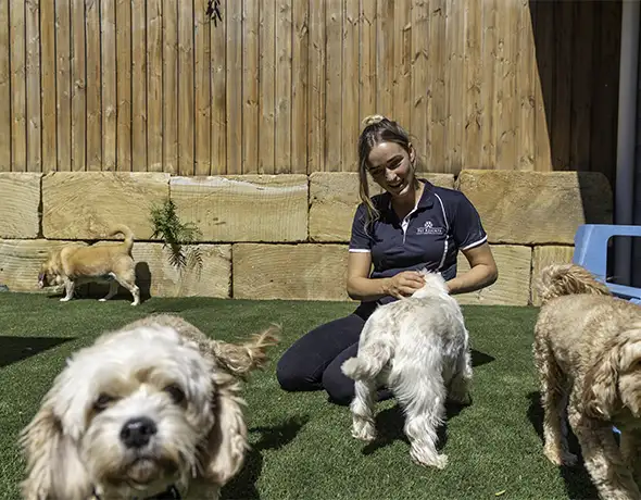 Small Dog Outdoor Play Area at Pet Resorts Australia Eumundi
