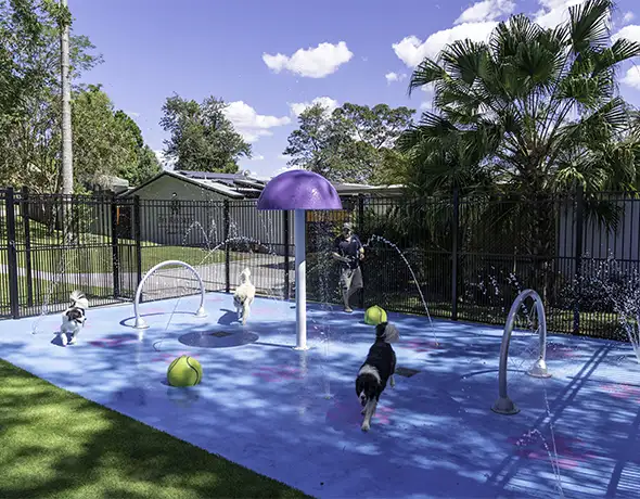 Dogs Enjoying Splash Park at Pet Resorts Australia Eumundi