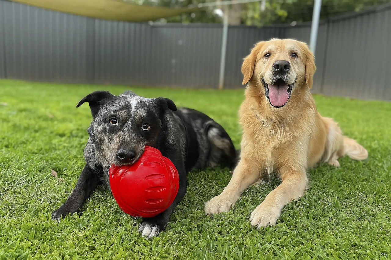 Where Happy Dogs Holiday