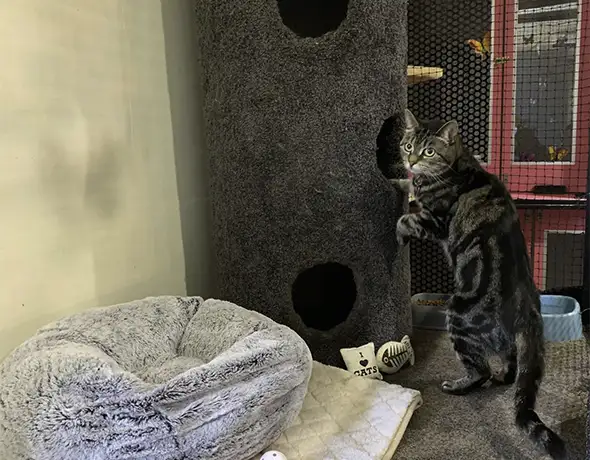VIP Room Sydney Petlands Cattery