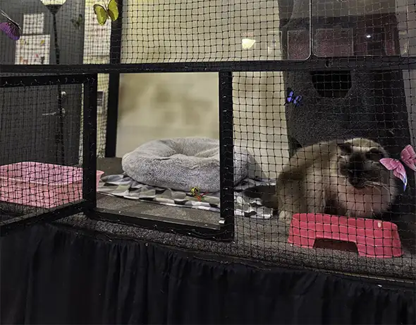 Sydney Petlands VIP Cat Room