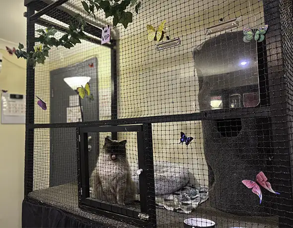 VIP Room Sydney Petlands Cattery