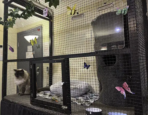 Sydney Petlands VIP Cat Room