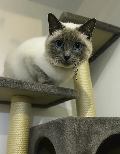 Cat Cattery Standard Room Standard