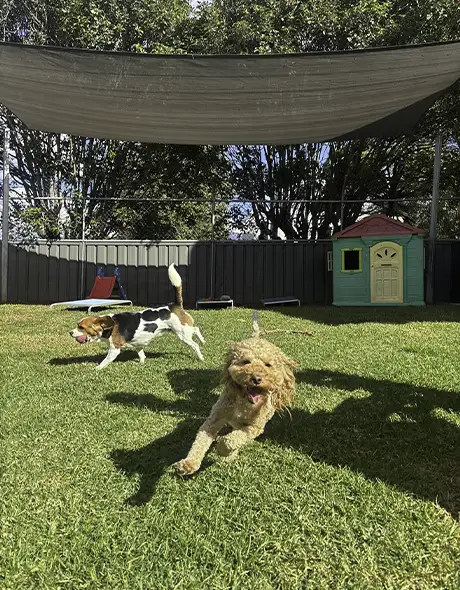 Two dogs play gleefully in the green yard at Doggy Daycare at Sydney Petlands