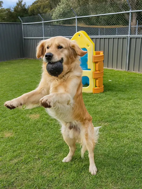 Why Choose Sydney Petlands Doggy Daycare