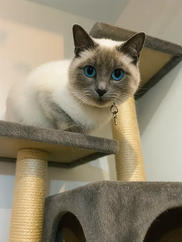 Why Choose Sydney Petlands Cattery in Dural