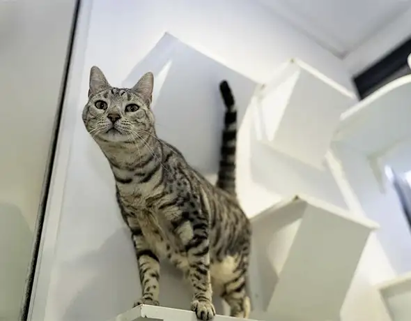 Bengal Cat in Tropical Suite Divine Creatures