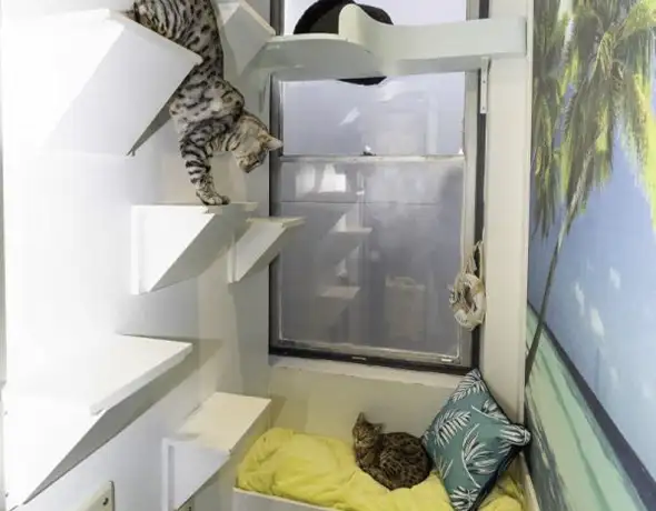 Destination Tropical Suite – Climbing Jungle Cat Feature