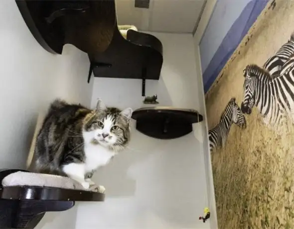 Destination Africa Suite – Cat Exploring Wall Perch