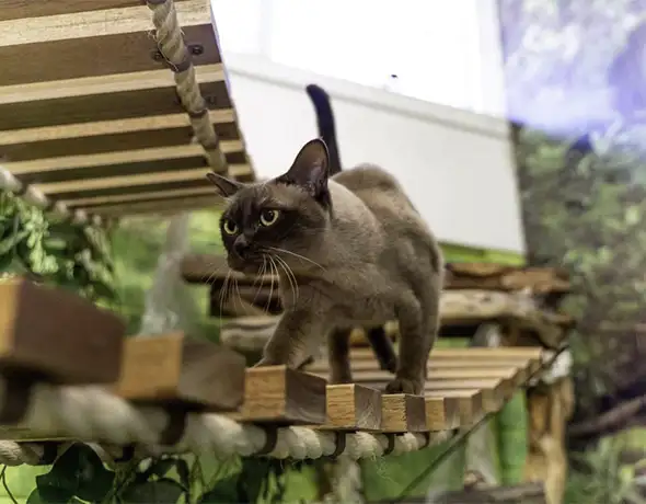 Jungle Gym Divine Creatures
