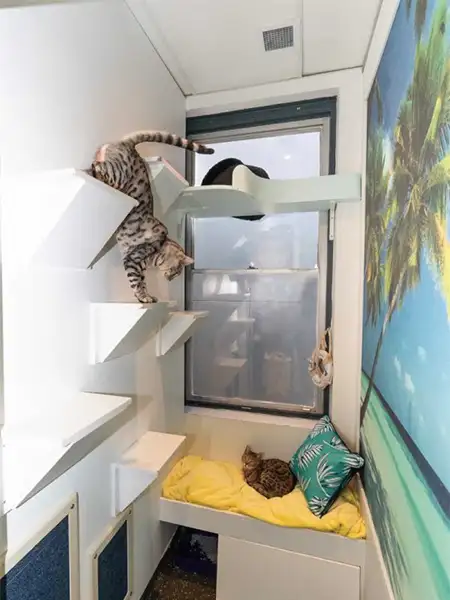 Bright and playful Tropical Suite at Divine Creatures Cattery with palm tree mural, climbing steps, and comfy lounge bedding for cats.