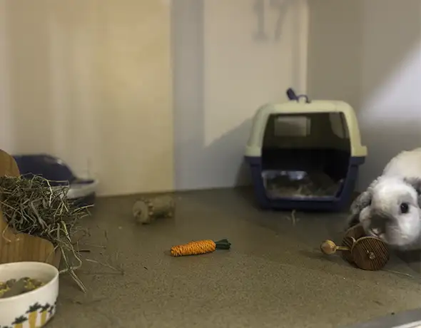 Private Enclosure for Rabbits and Small Pets