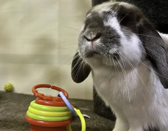 Private Enclosure for Rabbits and Small Pets