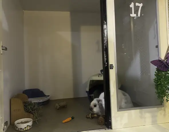 Private Enclosure for Rabbits and Small Pets