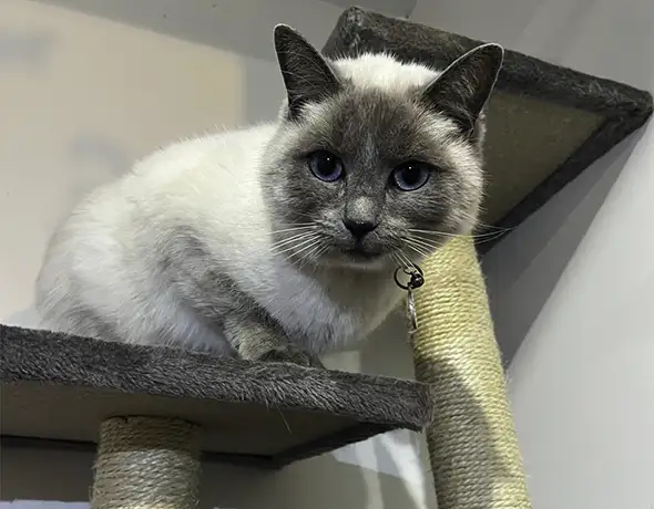 Elevated Perches for Happy Cats