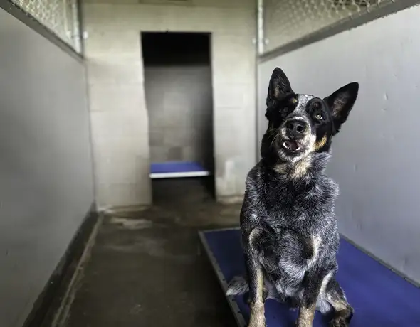 Spacious Standard Suite for Large Dogs