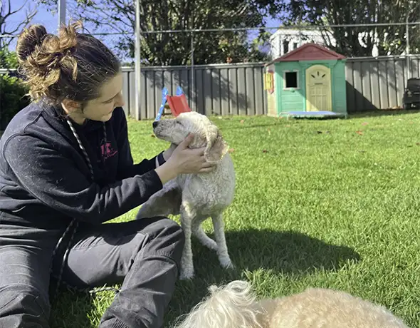 Personalised Attention at Sydney Petlands Doggy Daycare