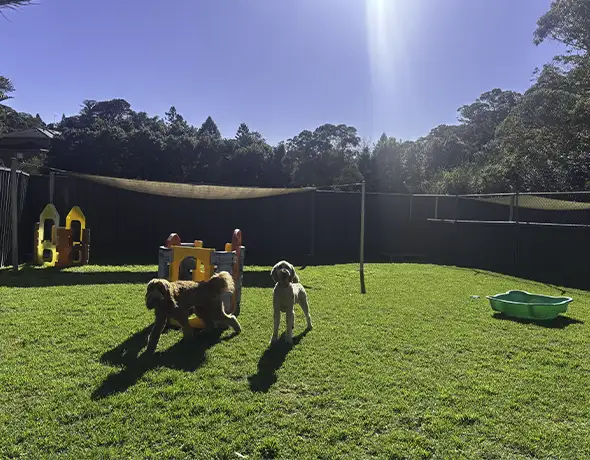 Dogs playing in big dog play yard at Sydney Petlands