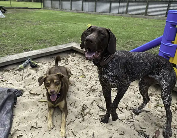 Large Dogs Playing in Sandpit at Doggy Daycare